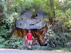 This WAS a big tree.