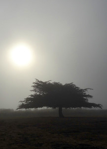 A foggy California morning.