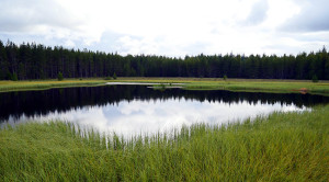 After two hours on the logging "road", this pond appears.  It seemed so out of place.  