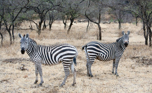 Two of many zebras at Tsavo West National Park.