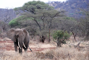 First elephant sighting.